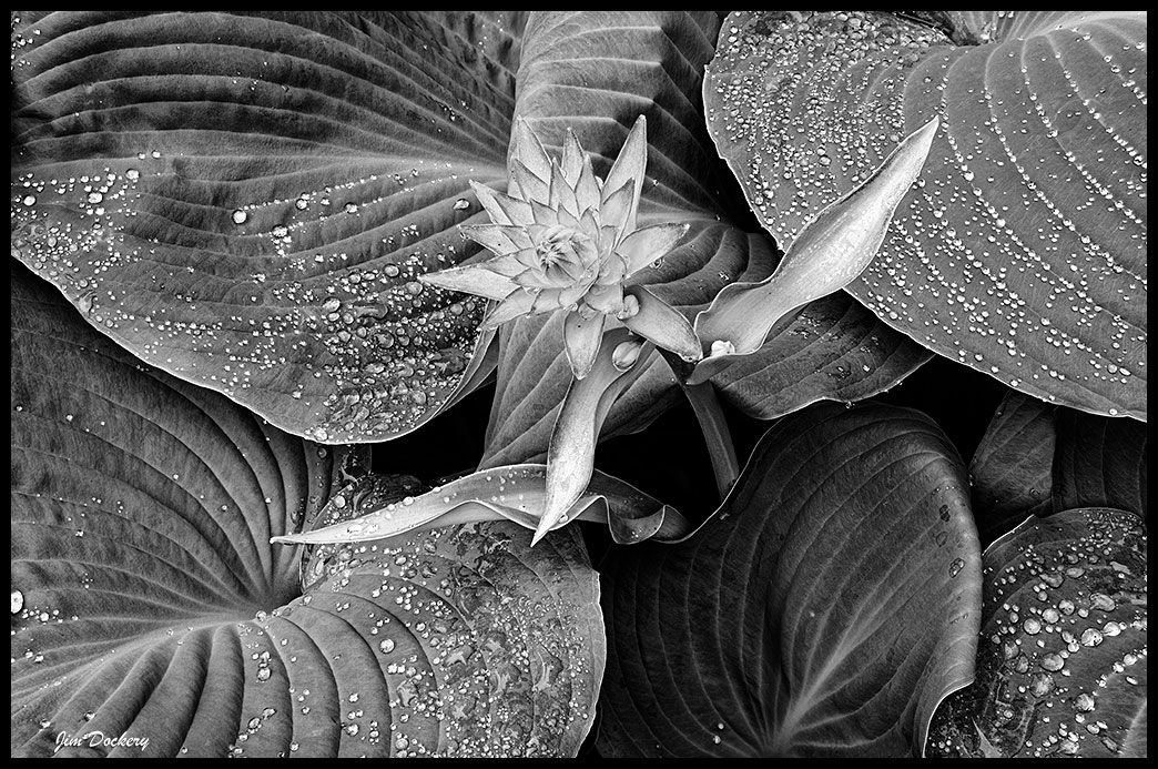 Hostas-ZS-PMax.jpg