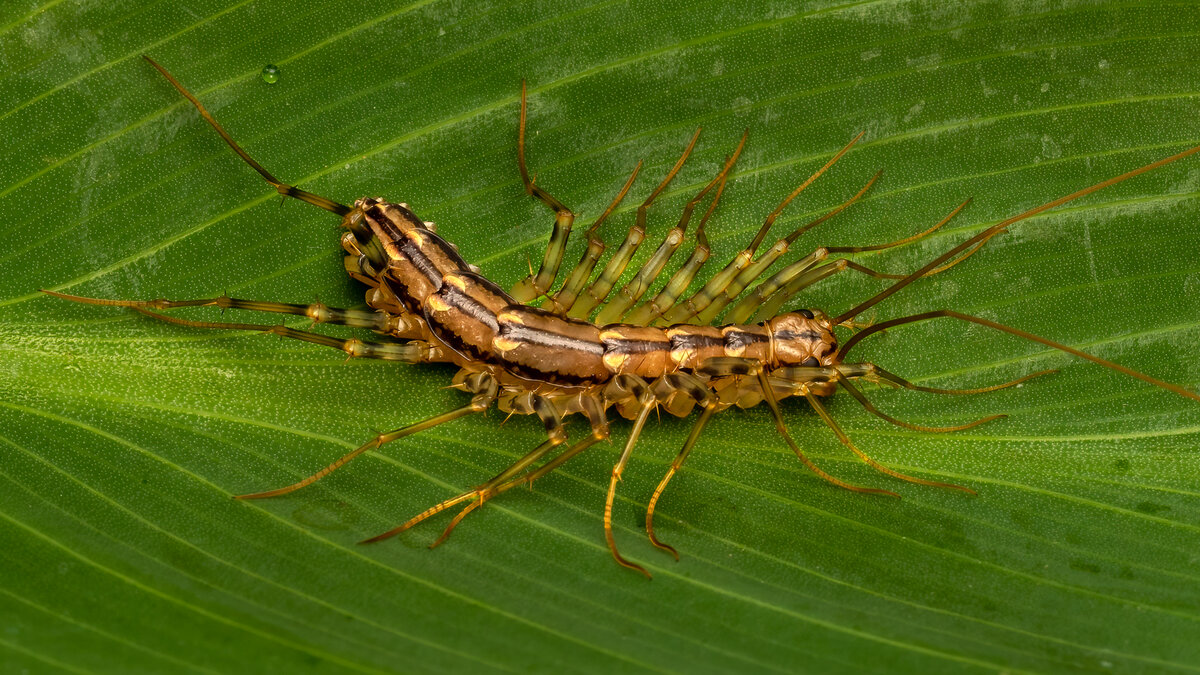 House Centipede-.jpg