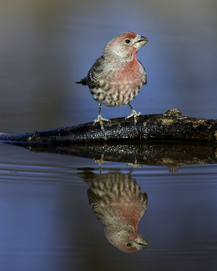 House Finch III.jpg