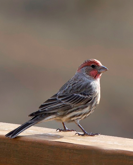 House finch.jpg