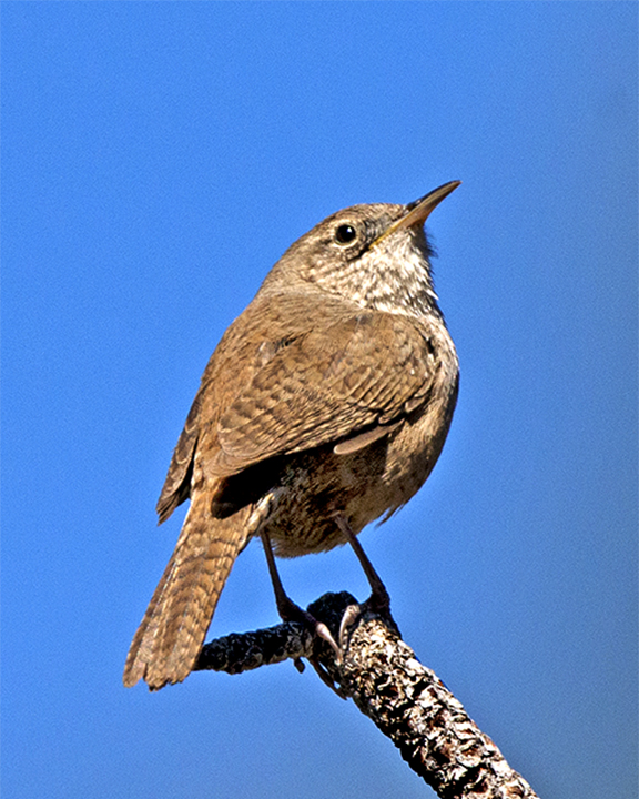 House Wren (1 of 1).jpg