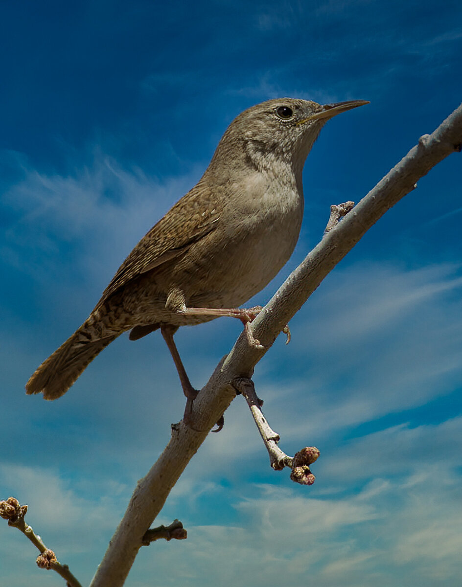 House Wren .jpg