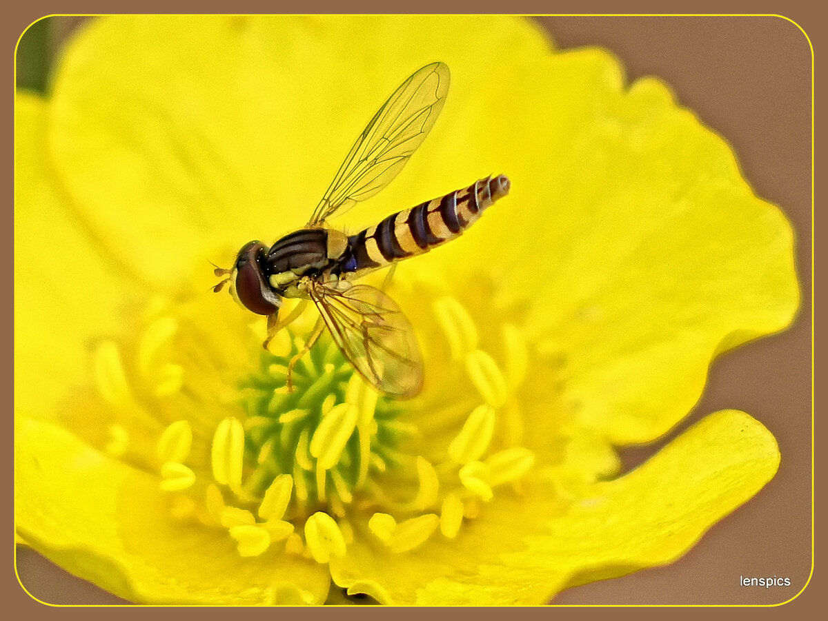 HOVERFLY ON A BUTTERCUP.jpg