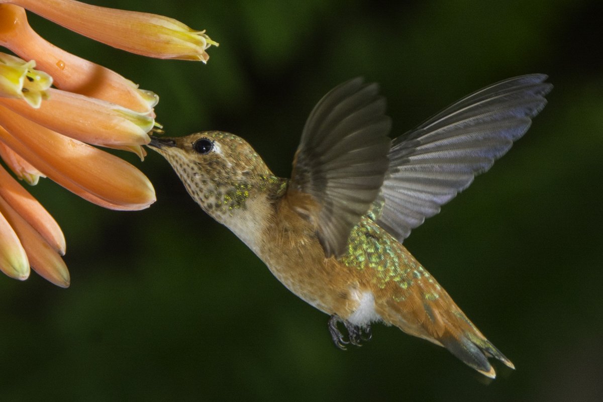 Hummer -01.jpg