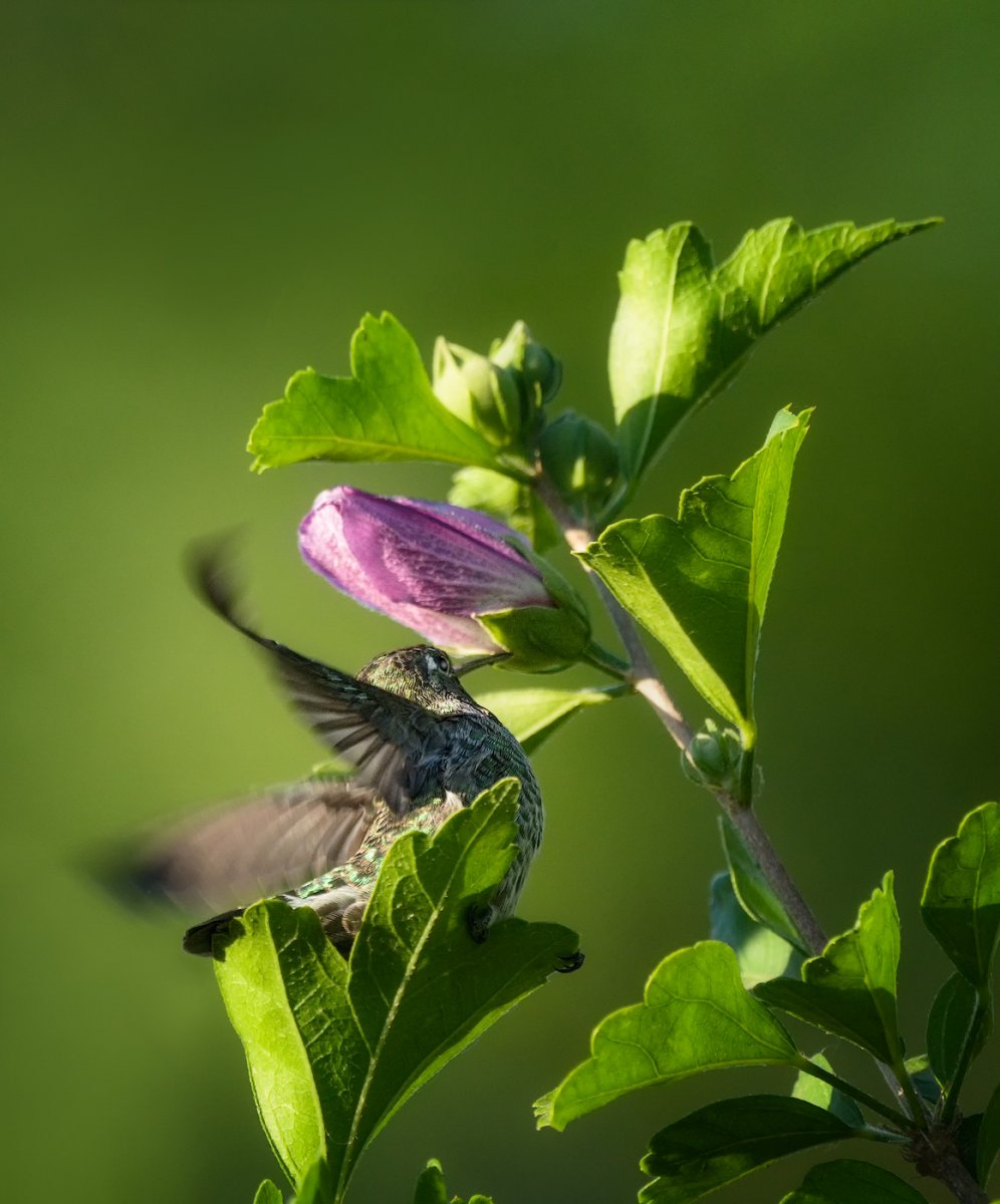 Hummer-1.jpg