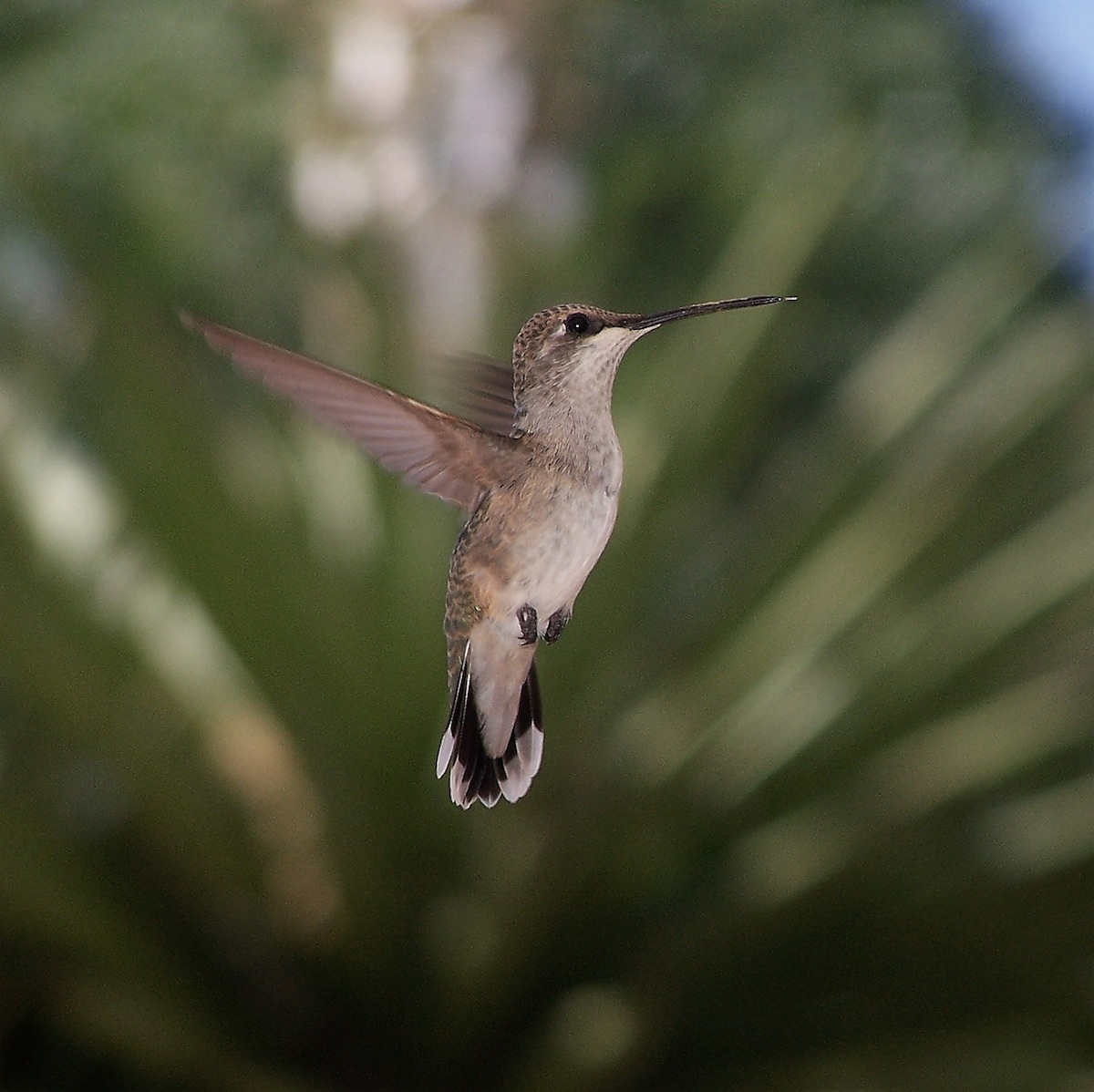 hummer.jpg