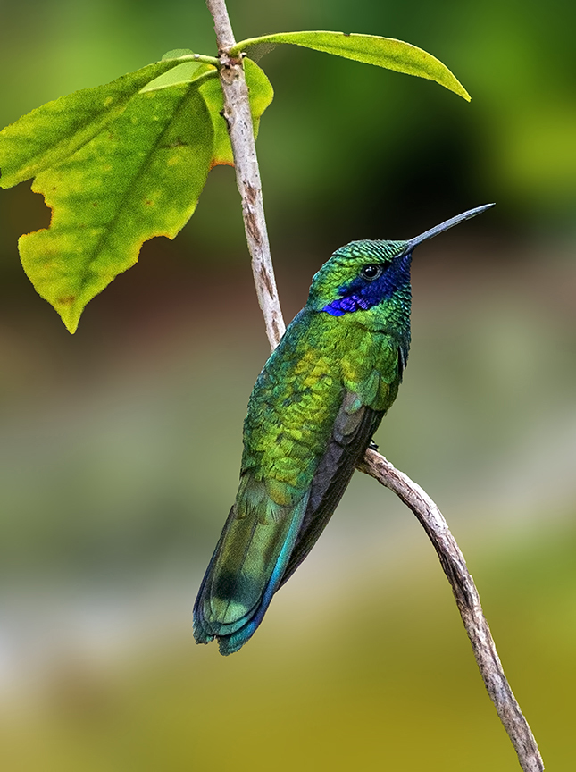 Hummingbird (1 of 1).jpg