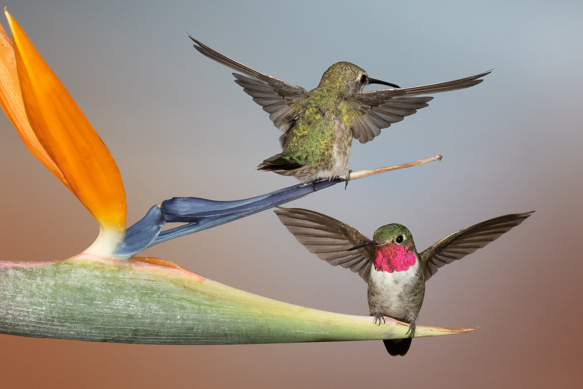 Hummingbirds make me happy-648-Edit.jpg
