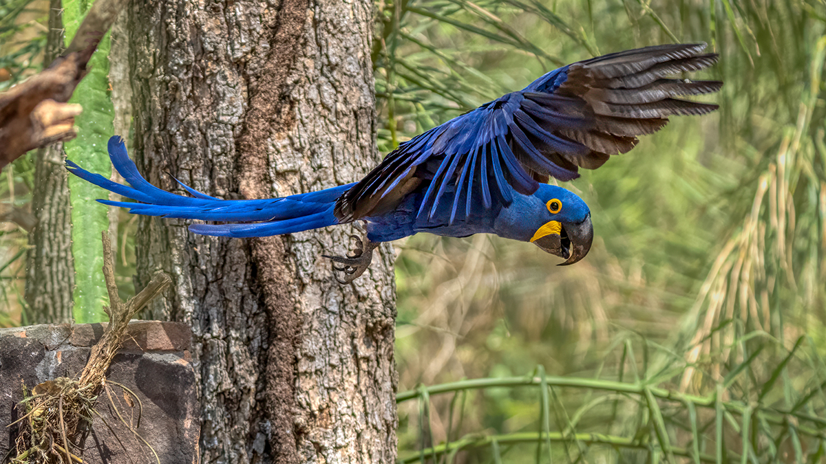 hyacants macaw-07854-Edit.jpg