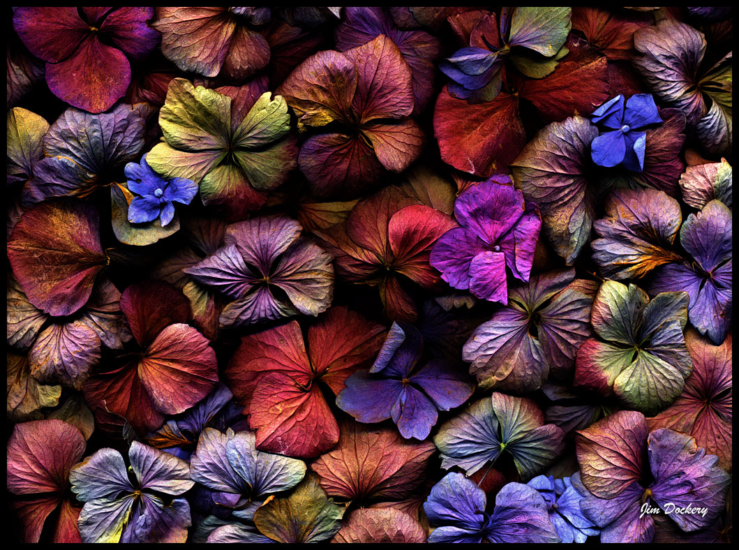 Hydrangea-Pedals-3+.jpg