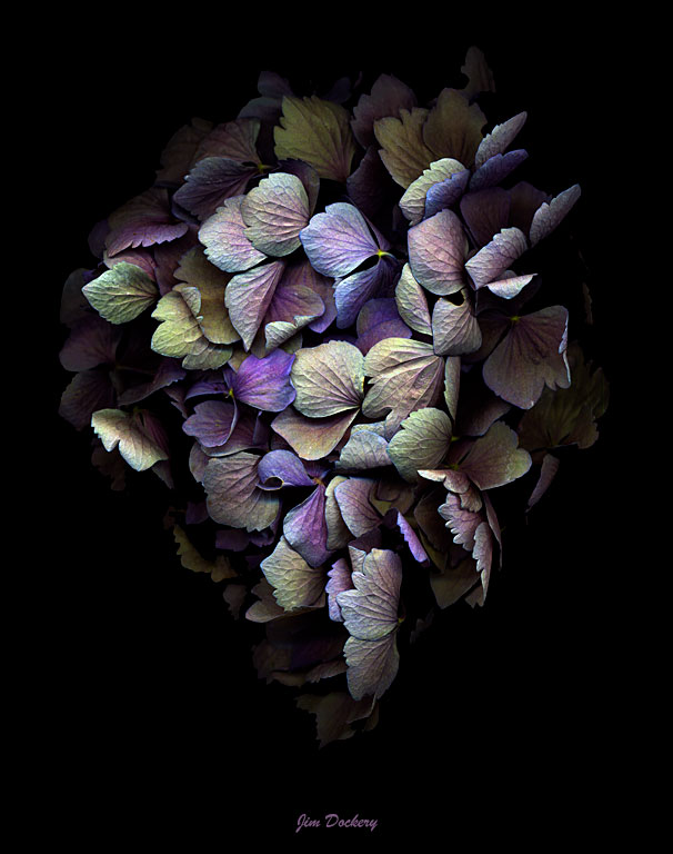 Hydrangea6.jpg