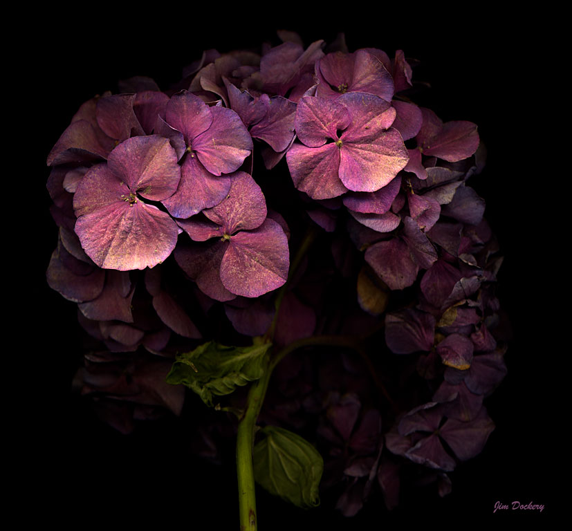 Hydrangea9.jpg