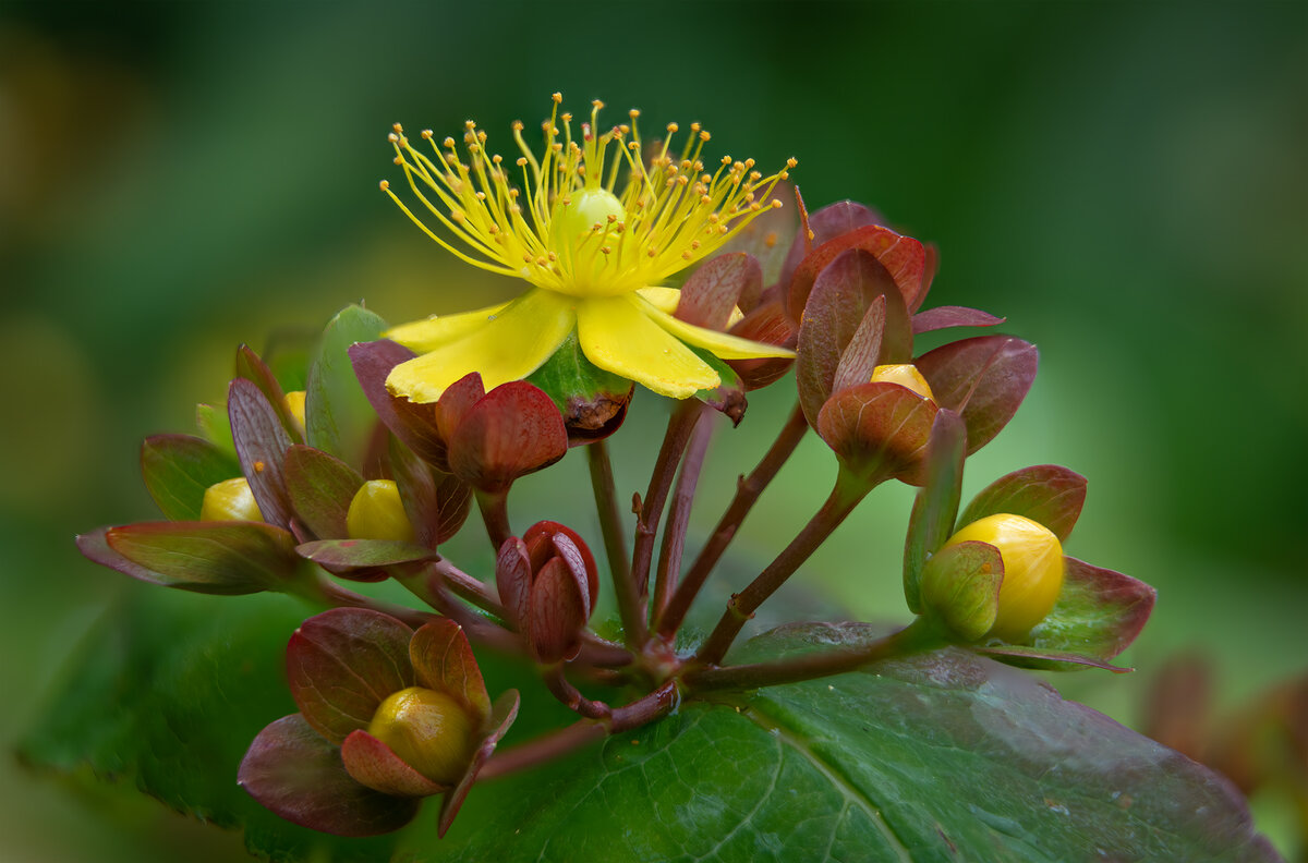 hypericum stack copy.jpg