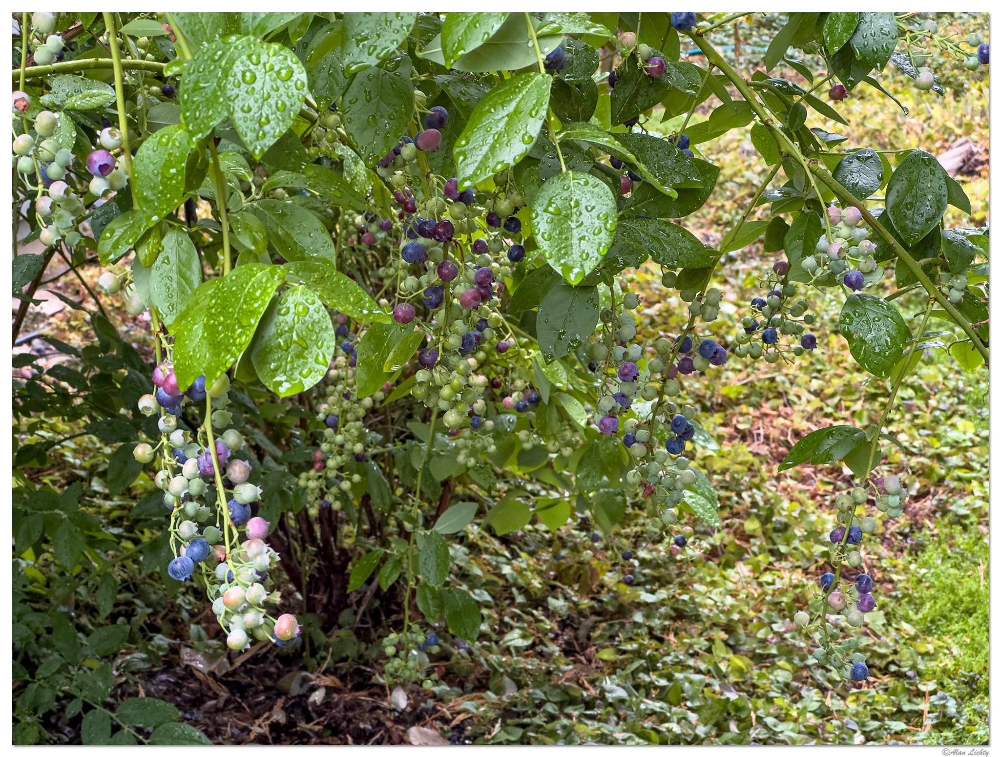 i15P_BBerries073024.jpg