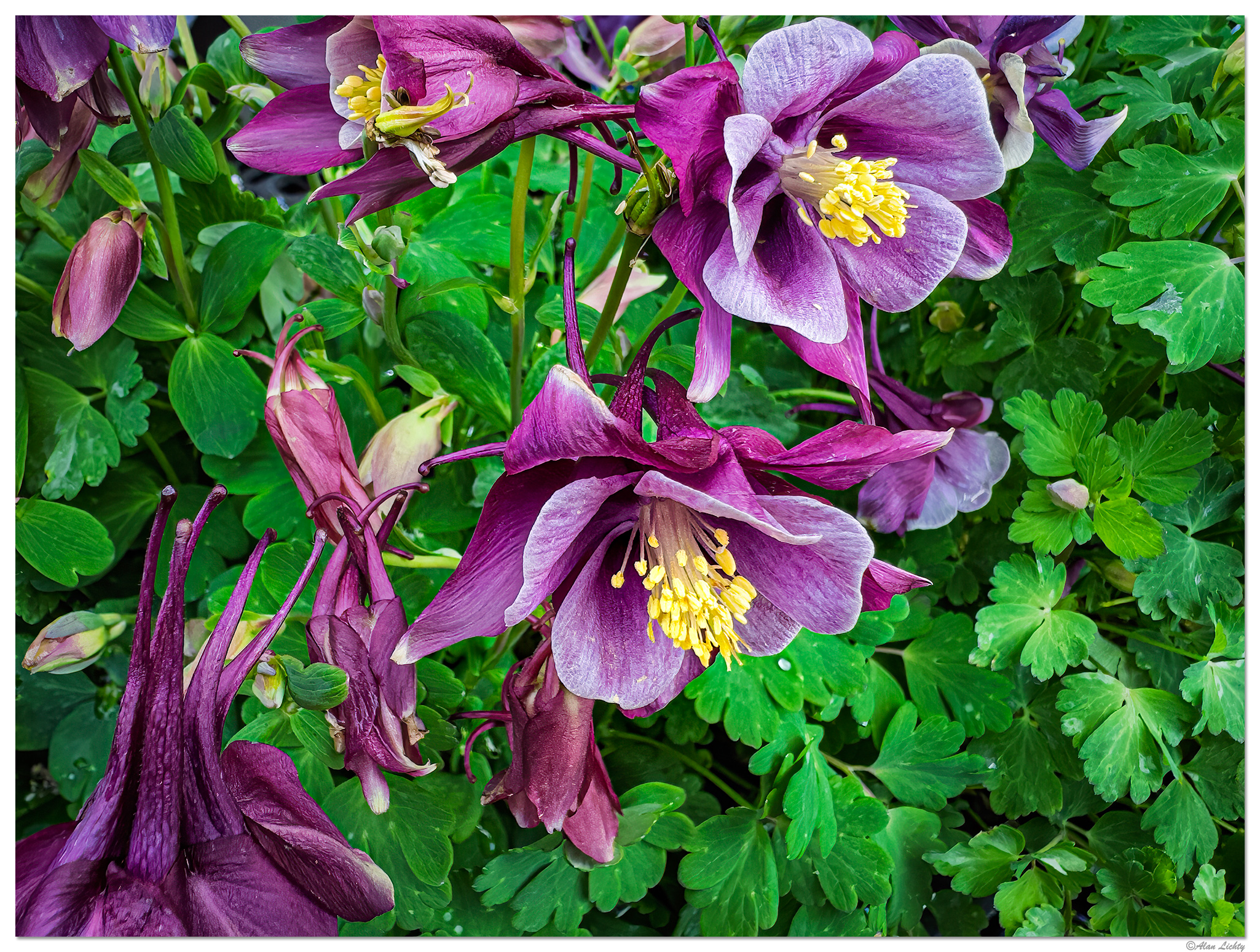 i15P_FFColumbines041626.jpg
