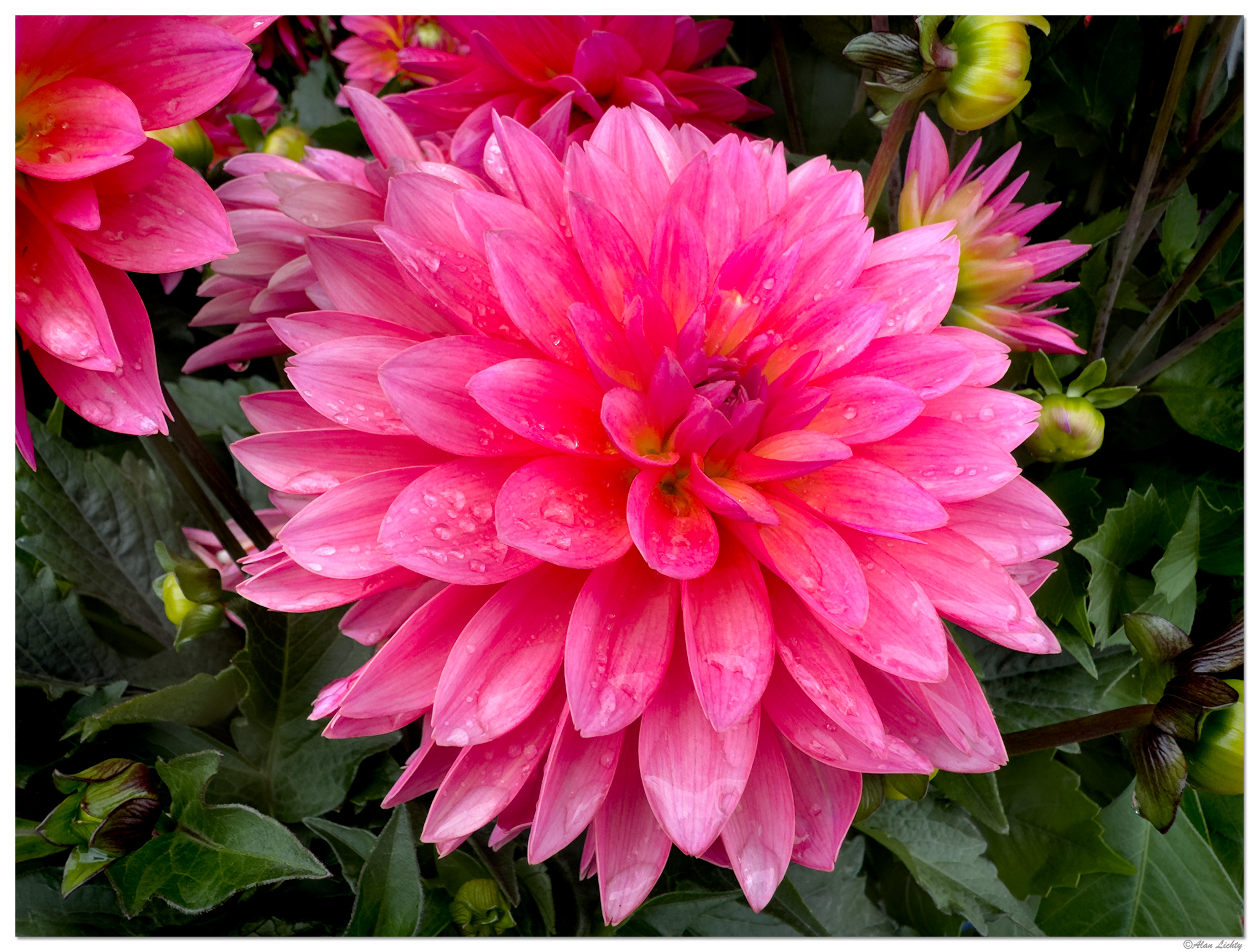 i15P_FFDahlia2051625.jpg