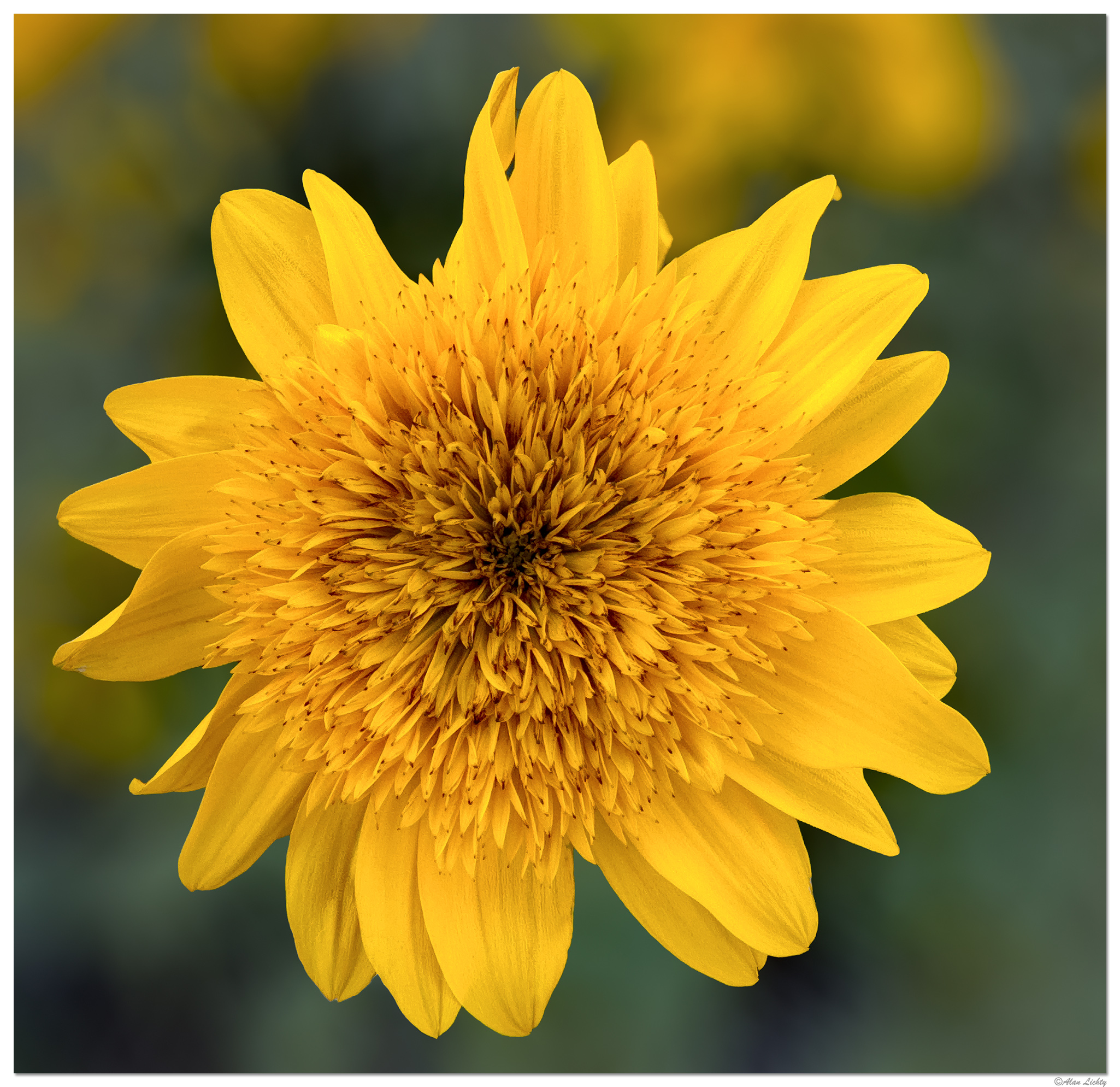 i15P_FFlower062124-SS.jpg