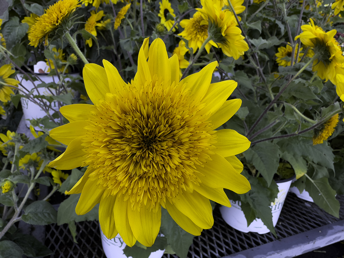 i15P_FFlower062124-SS-orig.jpg