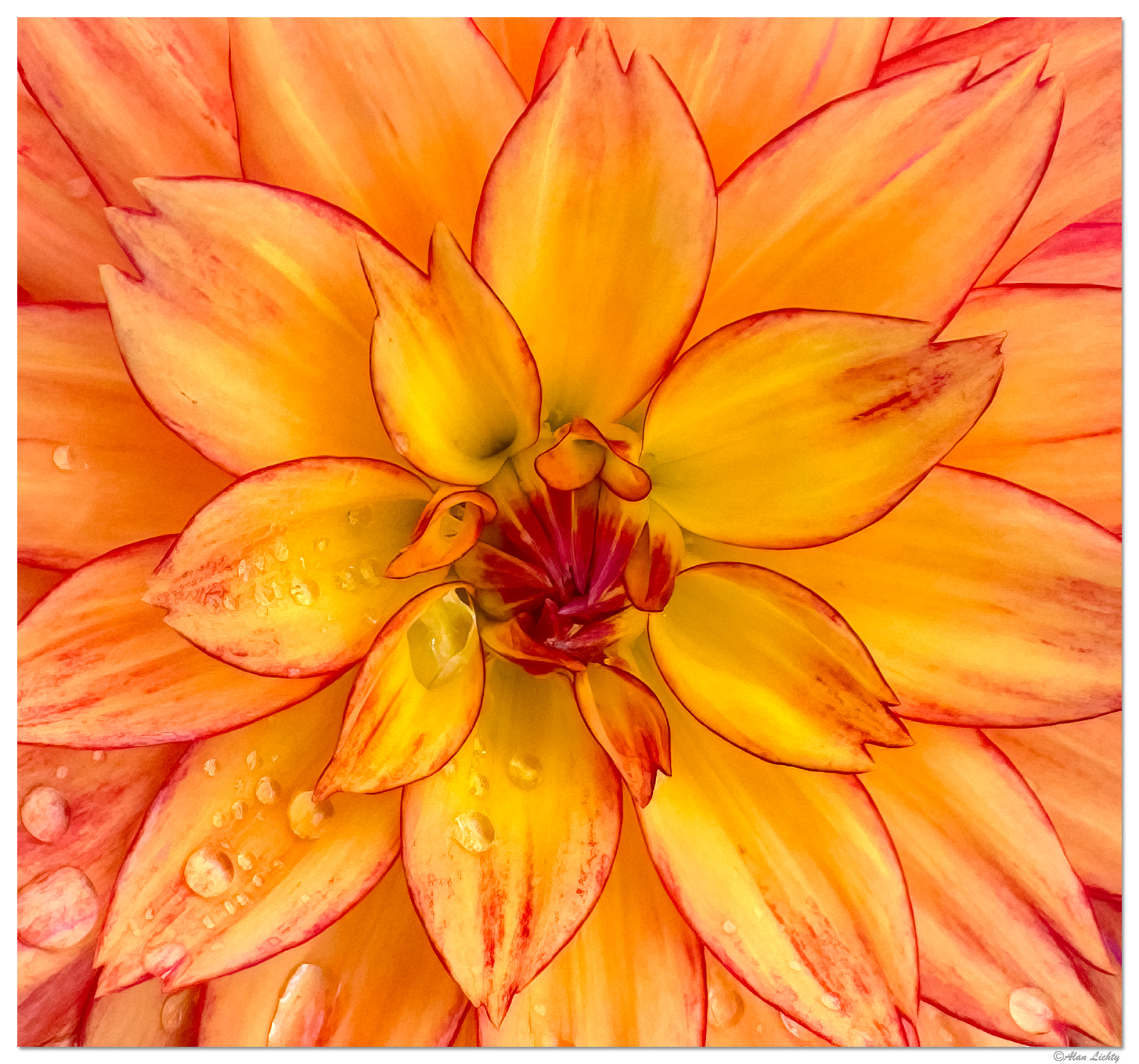 i15P_FFlowers2052824.jpg