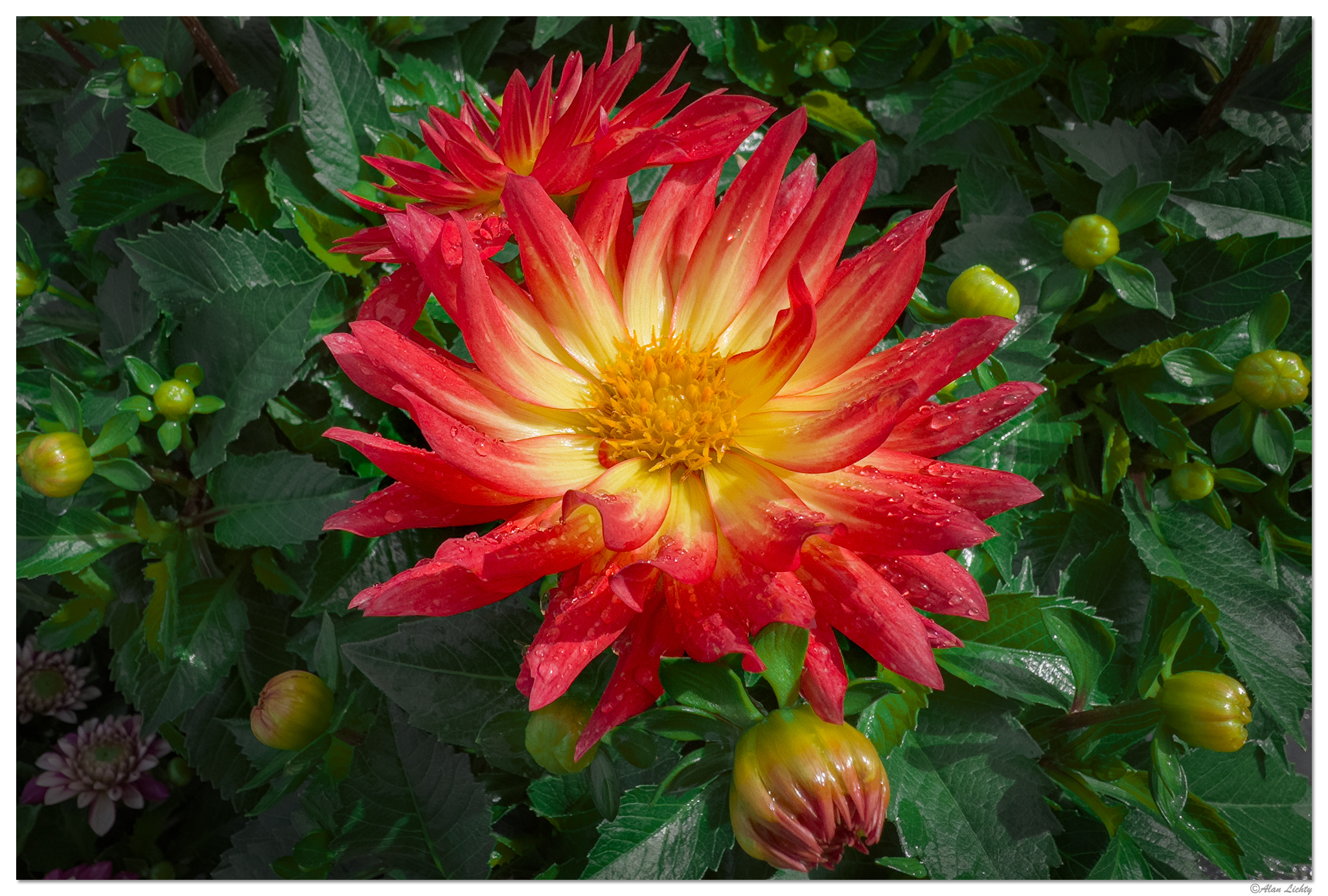 i15P_FirebirdDahlia042924-2.jpg