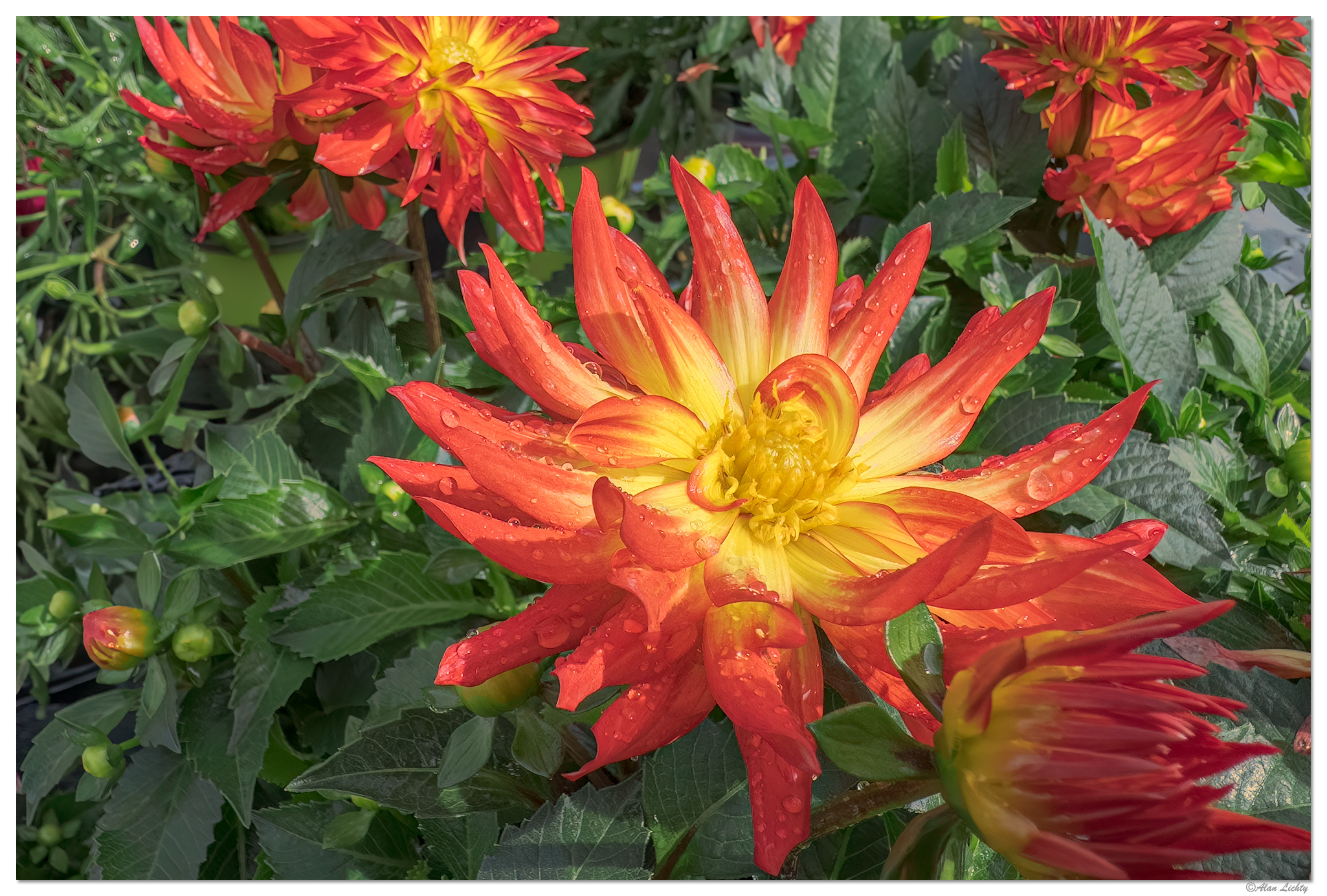 i15P_FirebirdDahlia042924.jpg