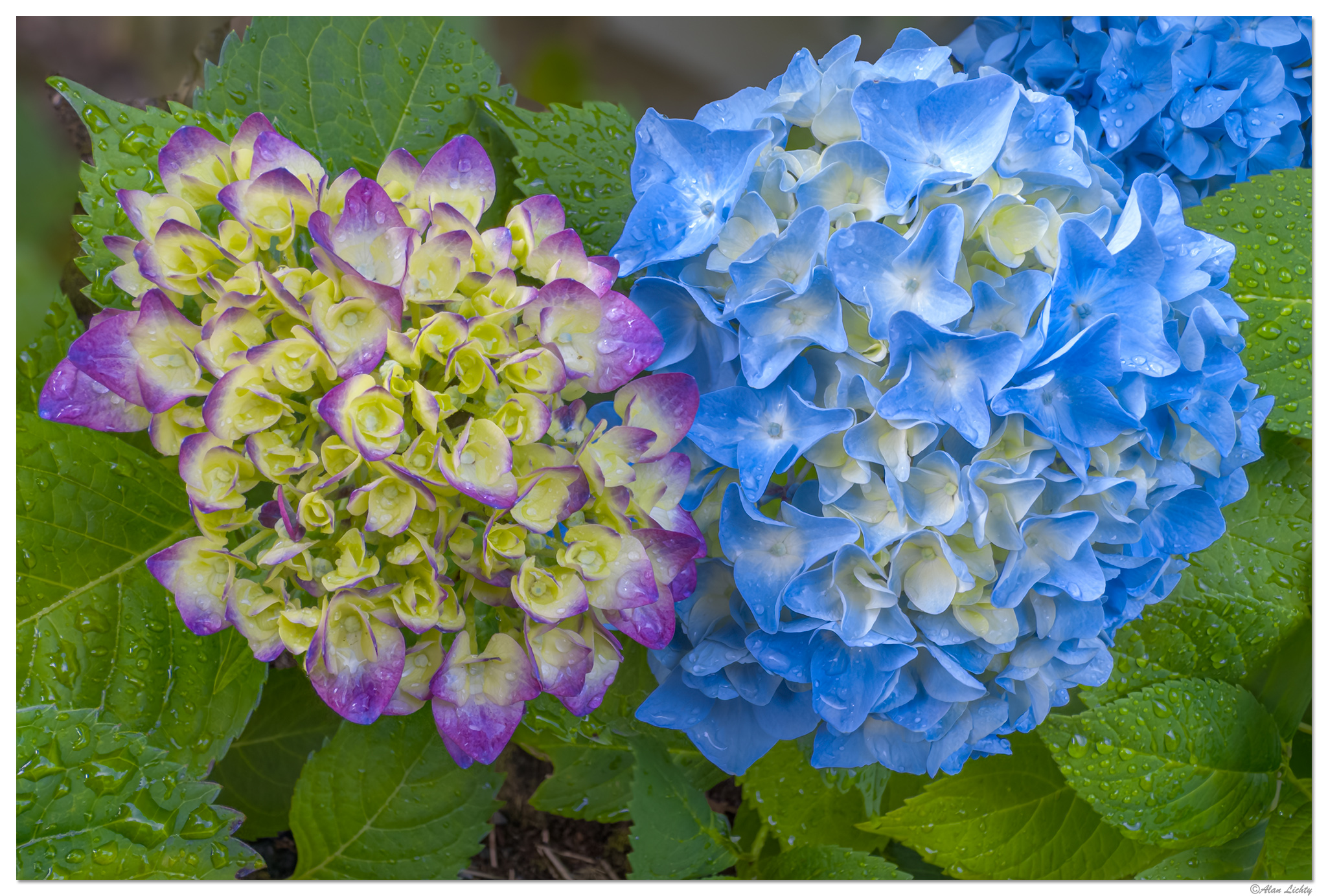 i15P_Indigo_Hydrangea2062025.jpg
