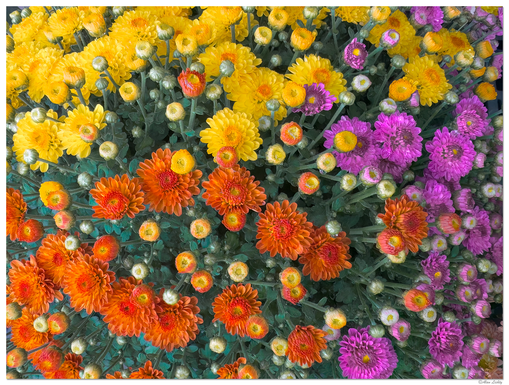 i15P_MultiColoredMum081824.jpg