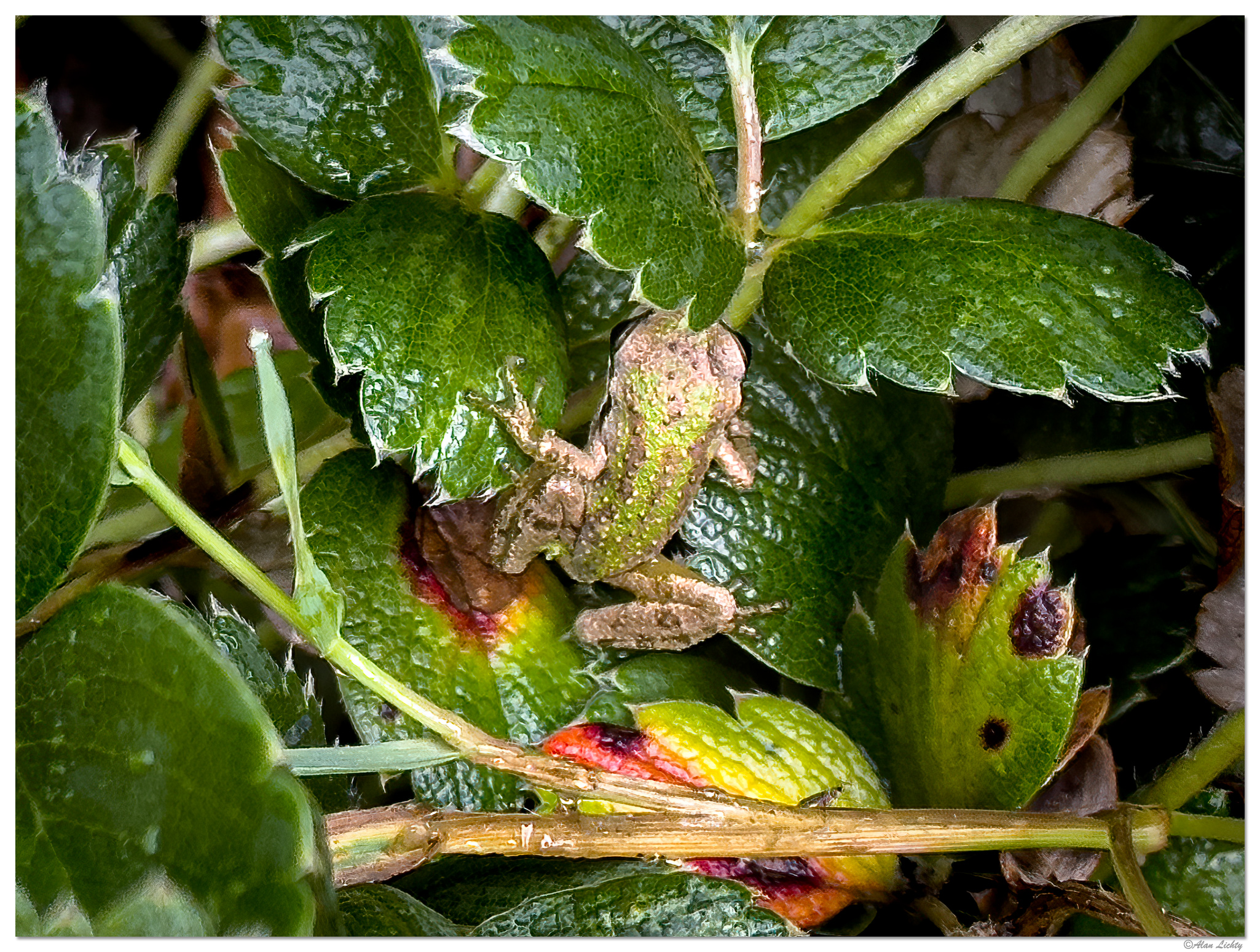 i15P_PCFrog073024.jpg