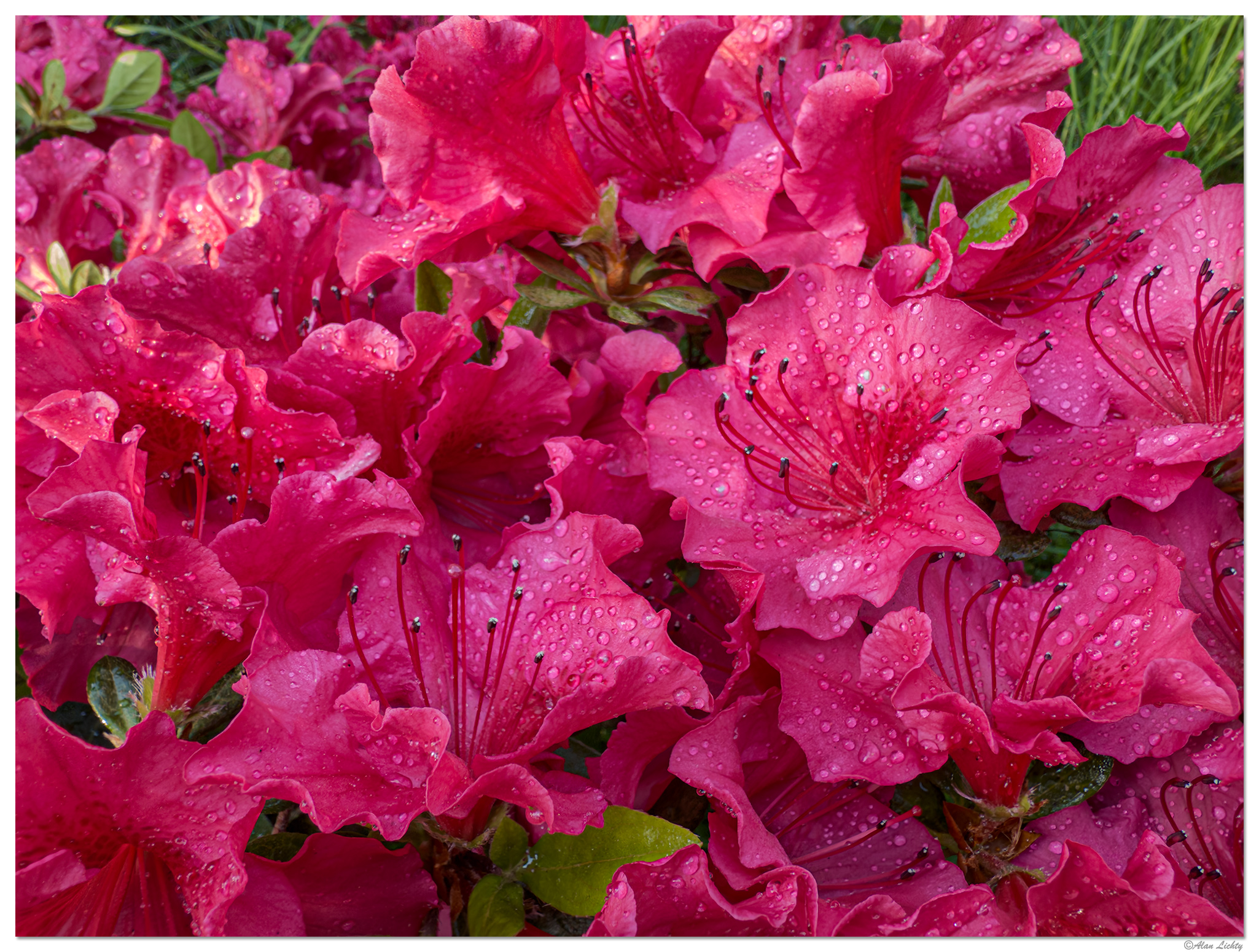 i15P_PI_Azalea050326.jpg