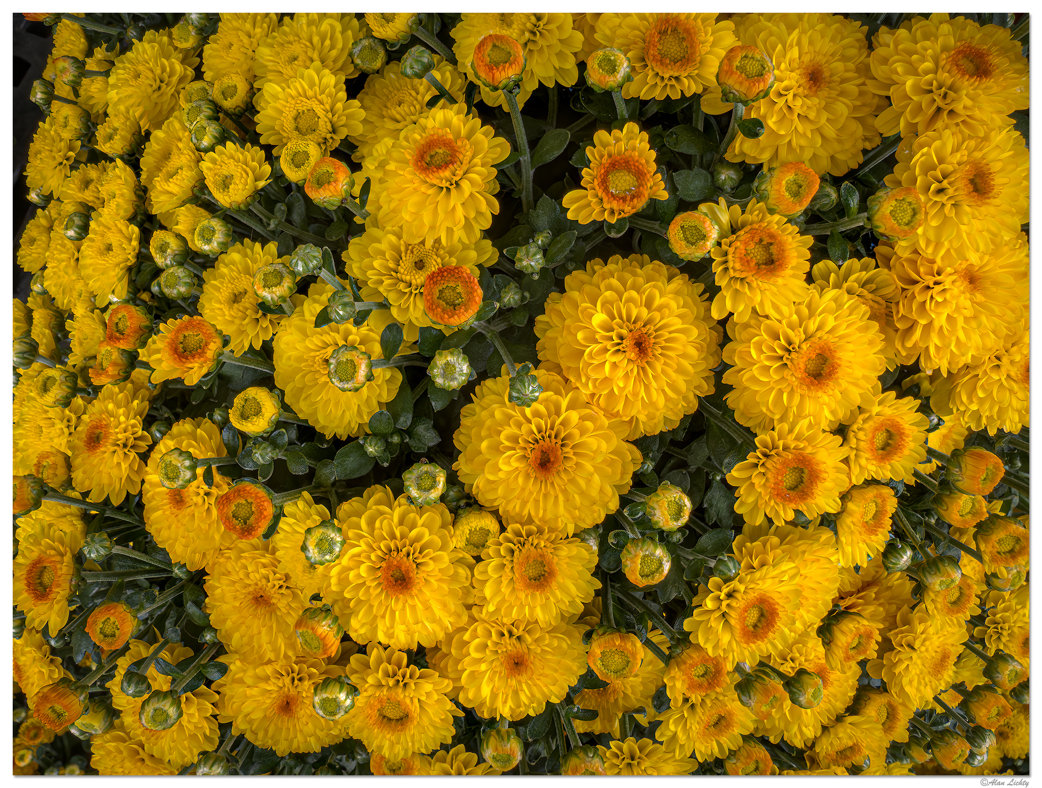 i15P_PI_Chrysanthemum081825.jpg