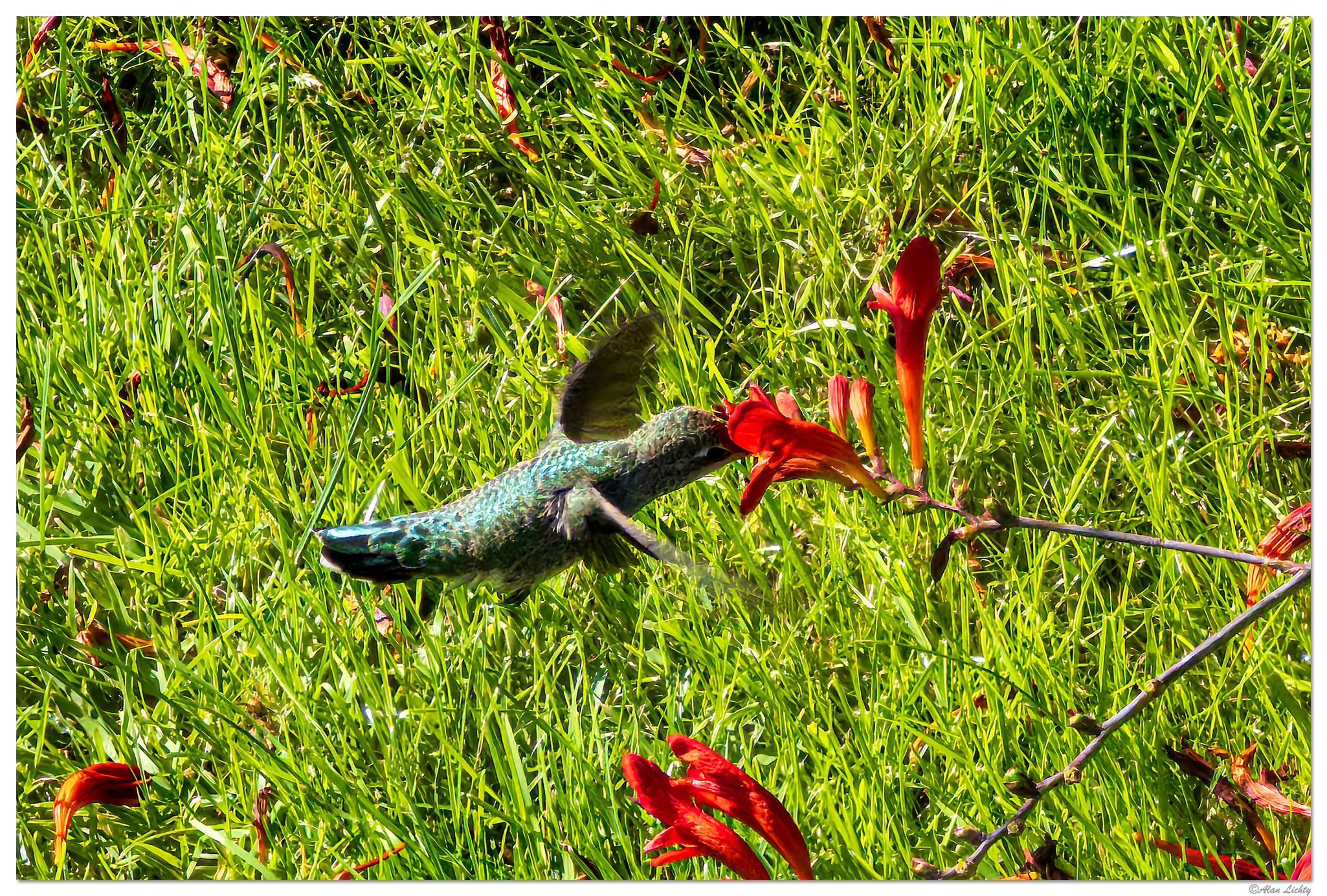 i15P_PI_Hummer3072825.jpg