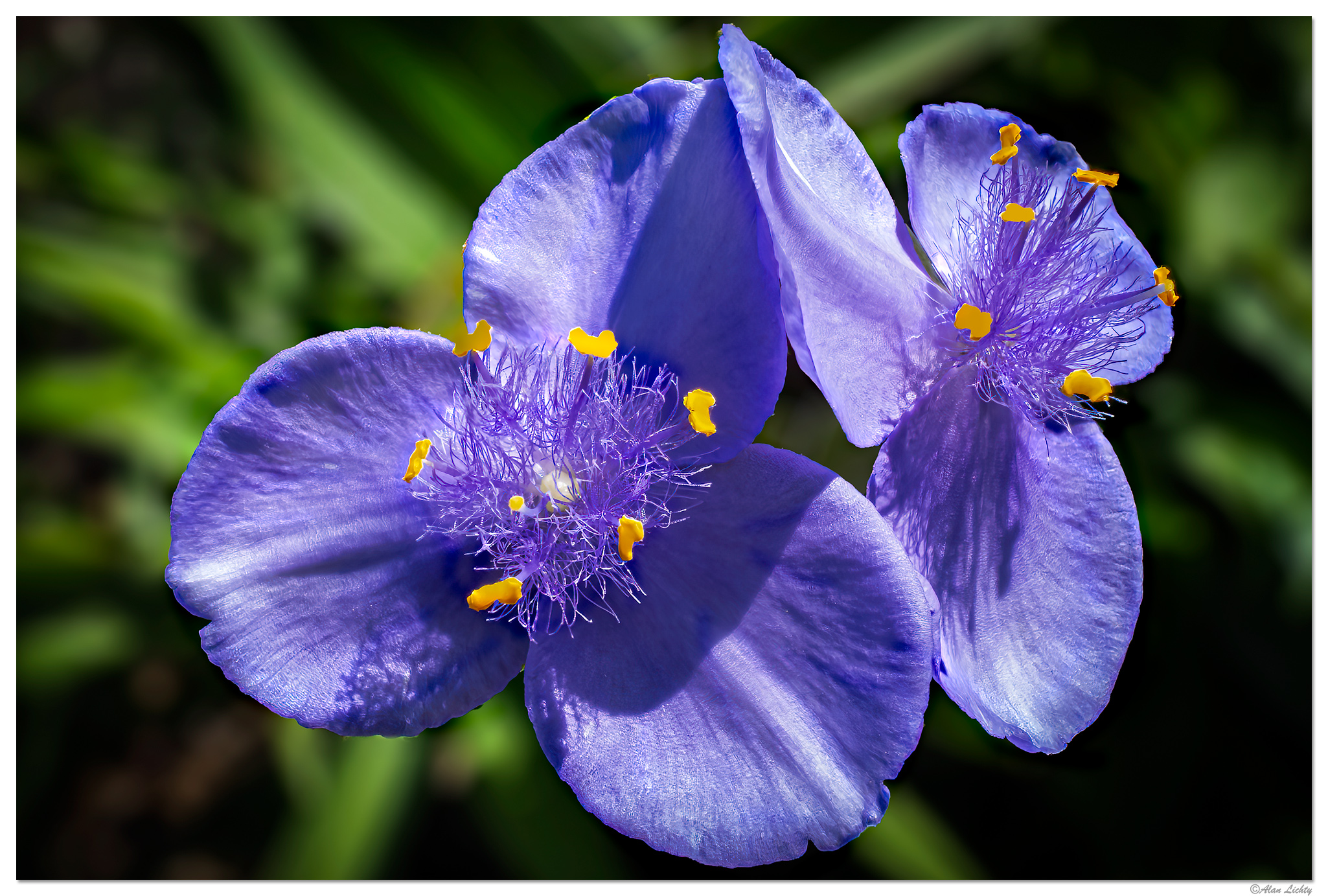 i15P_PI_Spiderwort072825.jpg