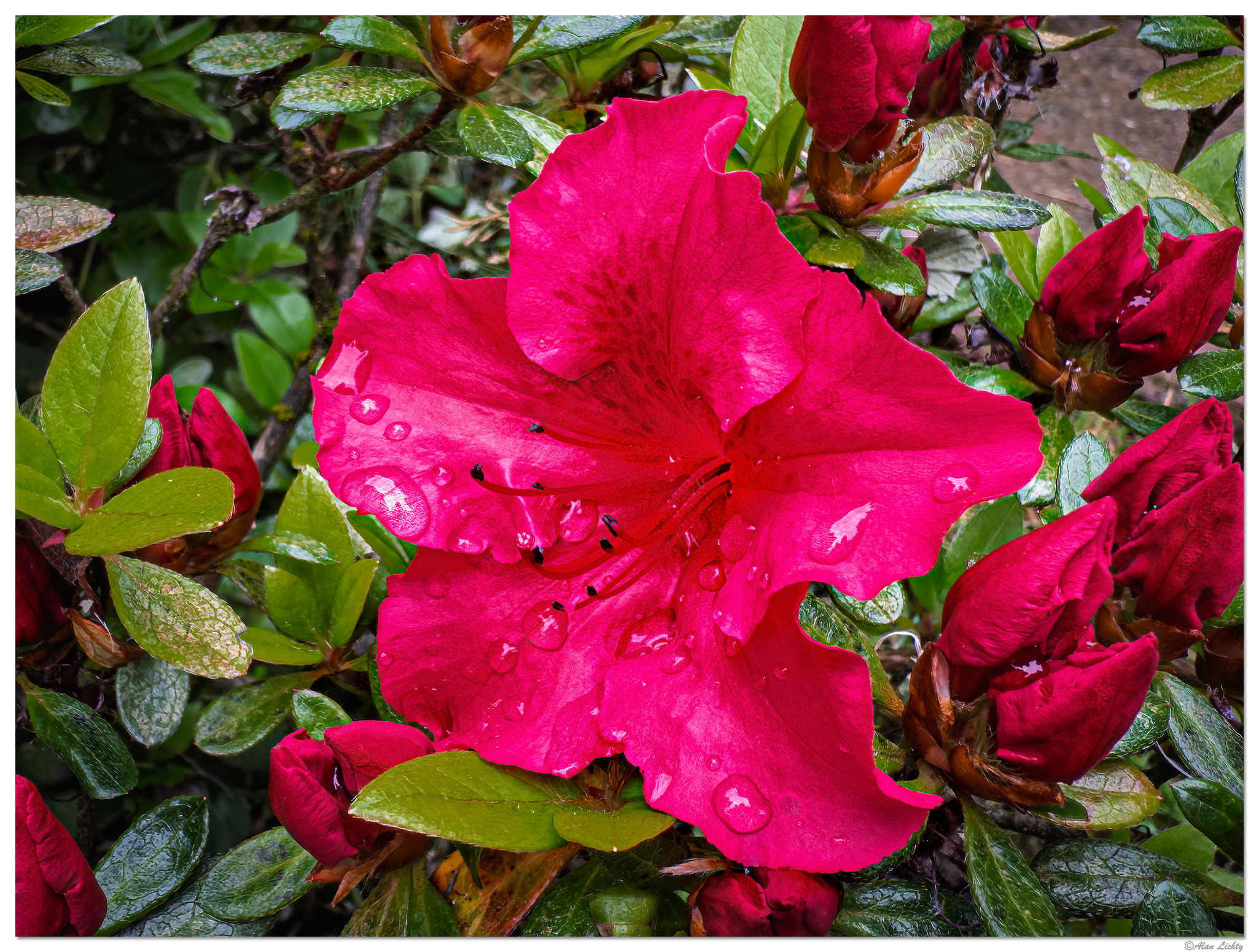 i15P_RedAzalea042326.jpg