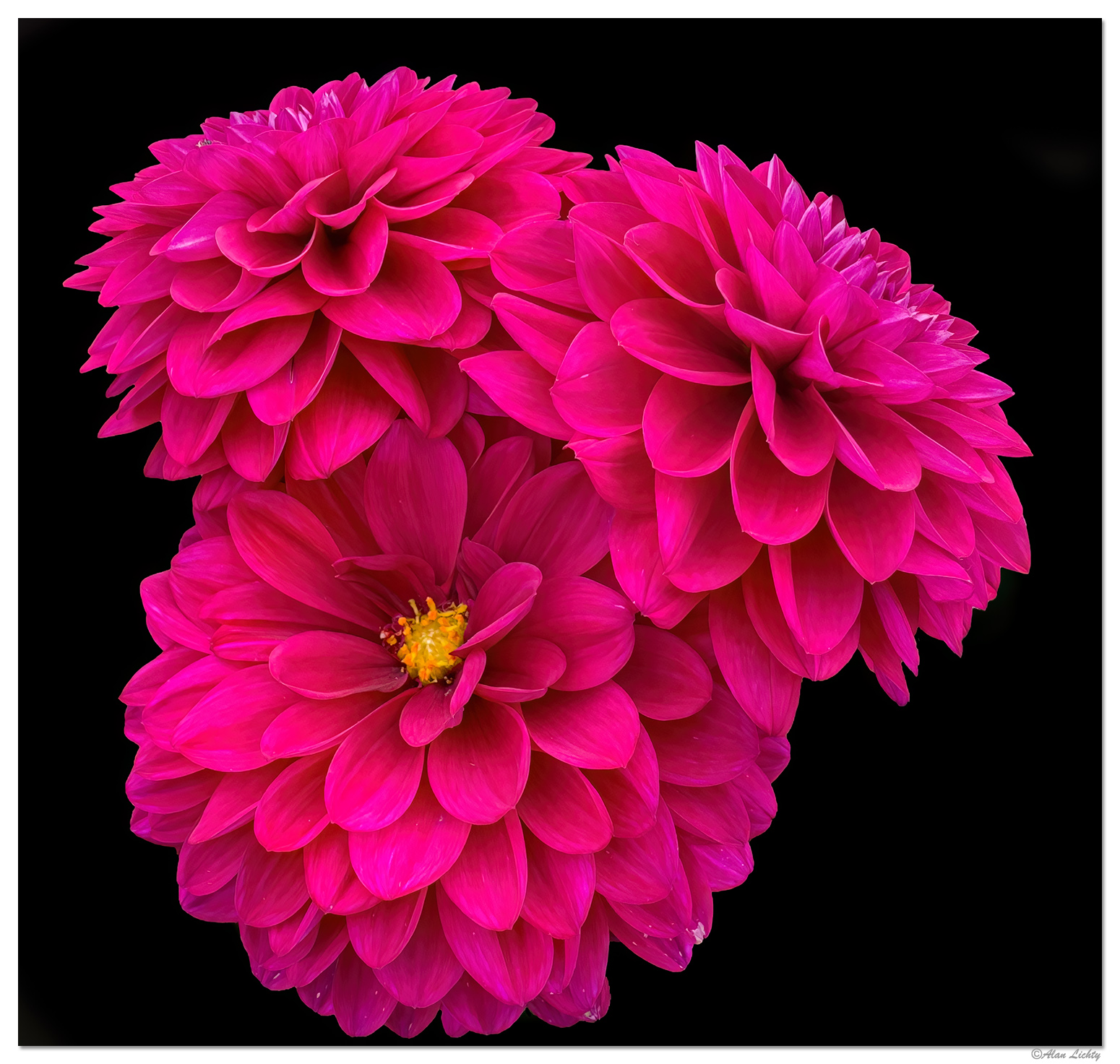 i15P_SS-FFLowers.jpg