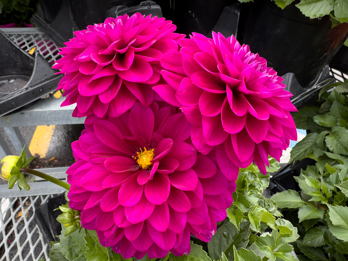 i15P_SS-FFLowers-orig.jpg