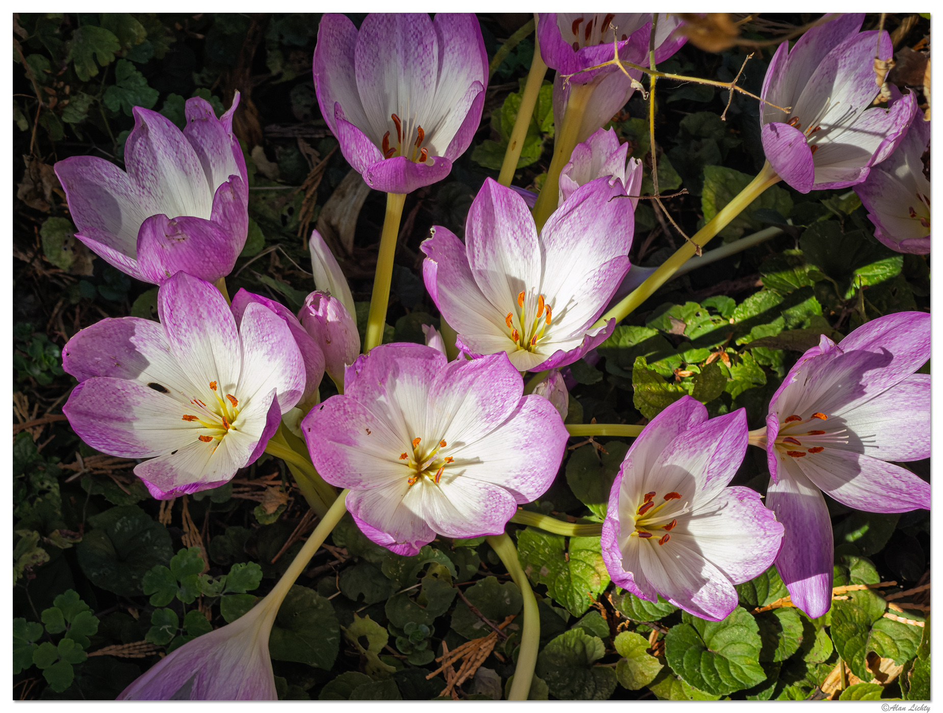 i18P_AutumnCrocus093026.jpg
