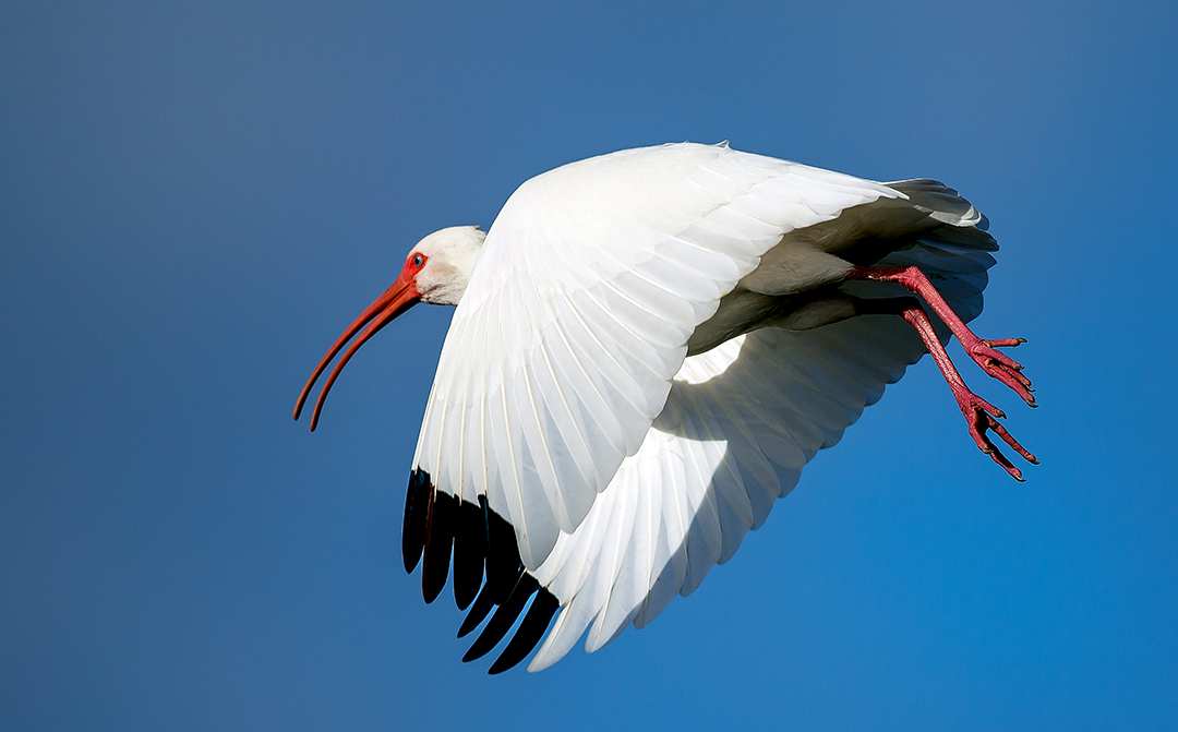 Ibis II.jpg