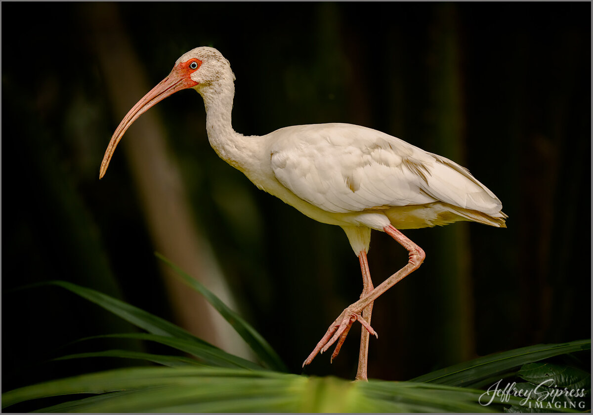 ibis1.jpg