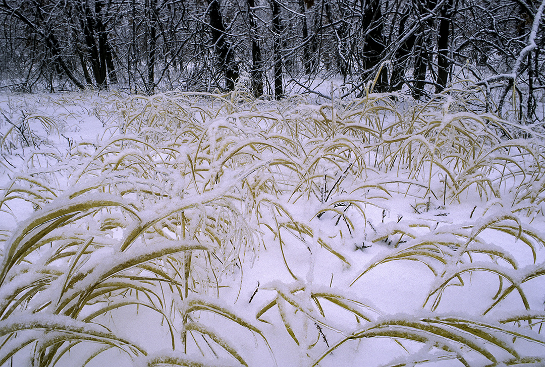 Ice and  snow covered grasses.jpg