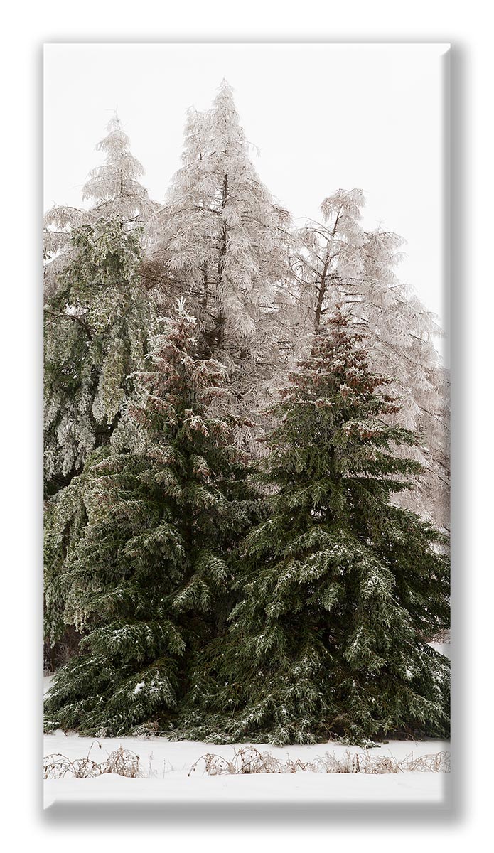 Ice with Spruce and Willow Tall 01 Display.jpg