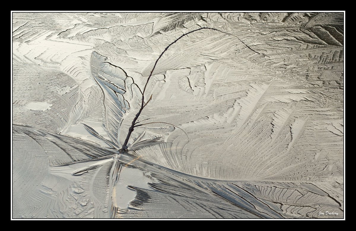 Icy-Branch.jpg