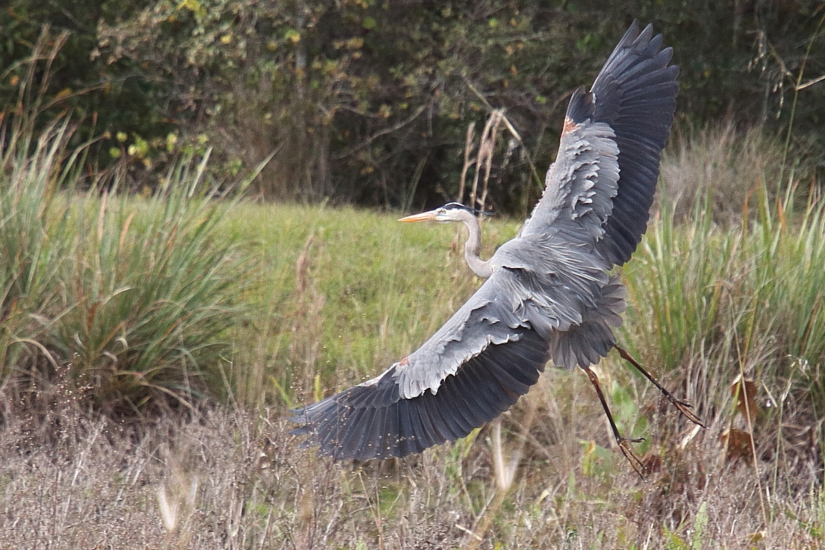 IMG_0612res.JPG