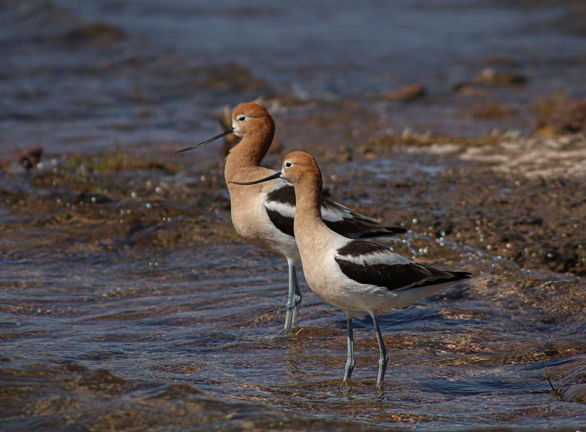 IMG_7730-Avocets.jpg