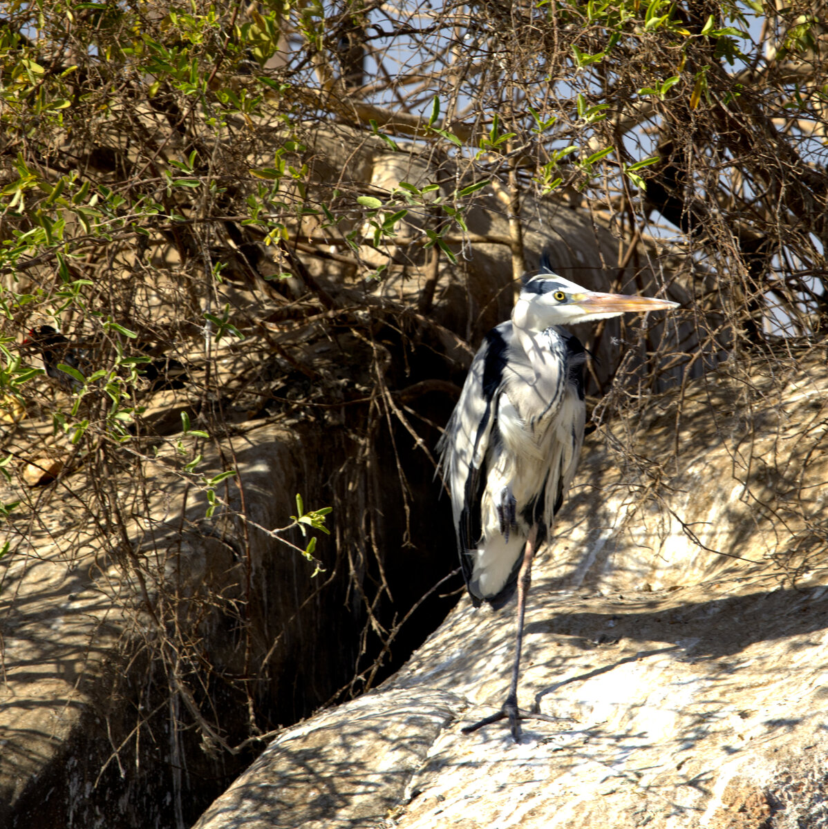 IMG_7869.jpg