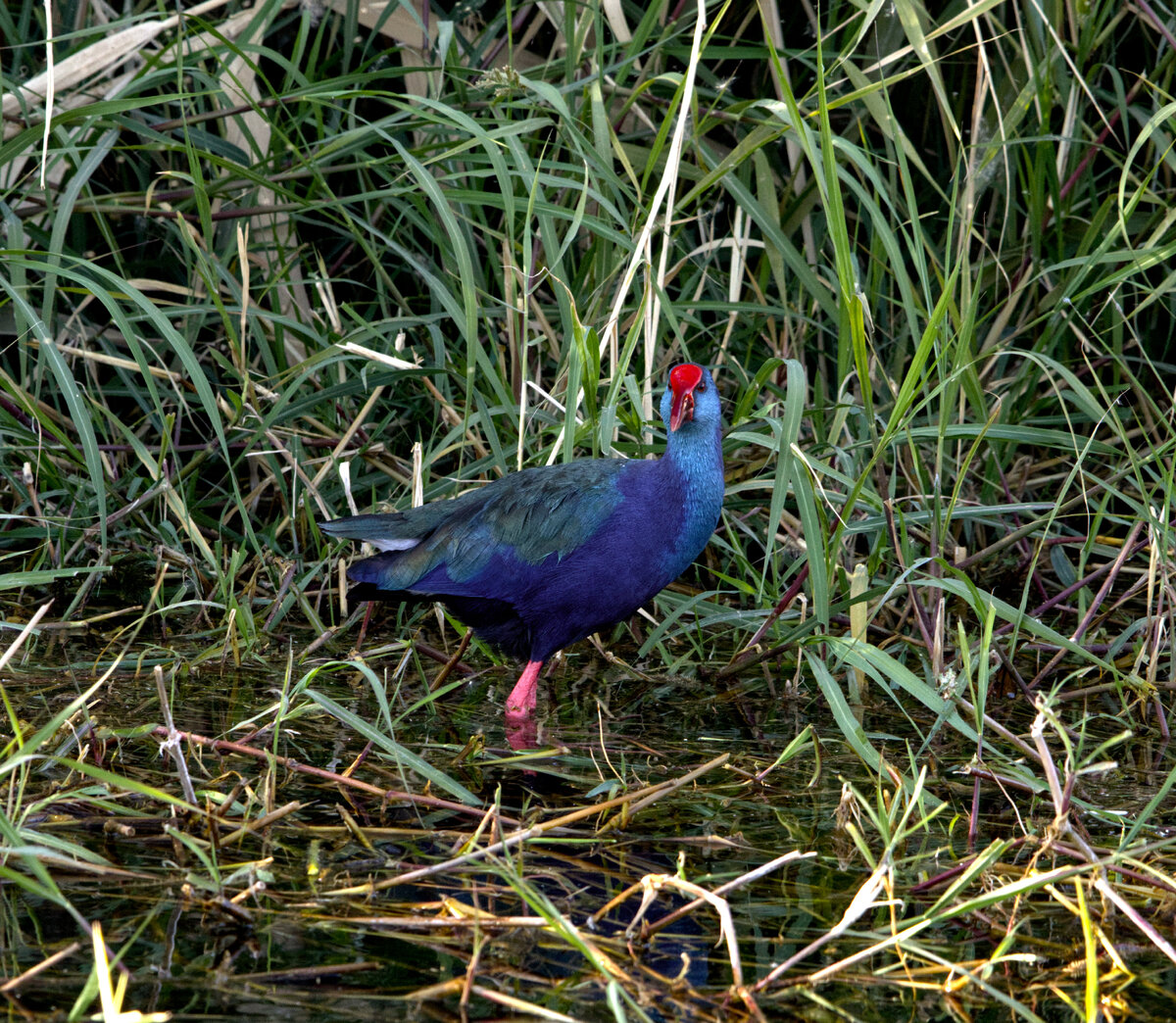 IMG_7916.jpg