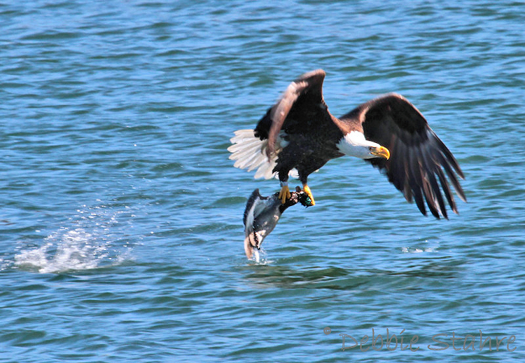IMG_8314Eagle.jpg