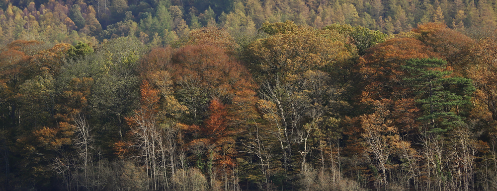 IMG_9201 1000.jpg