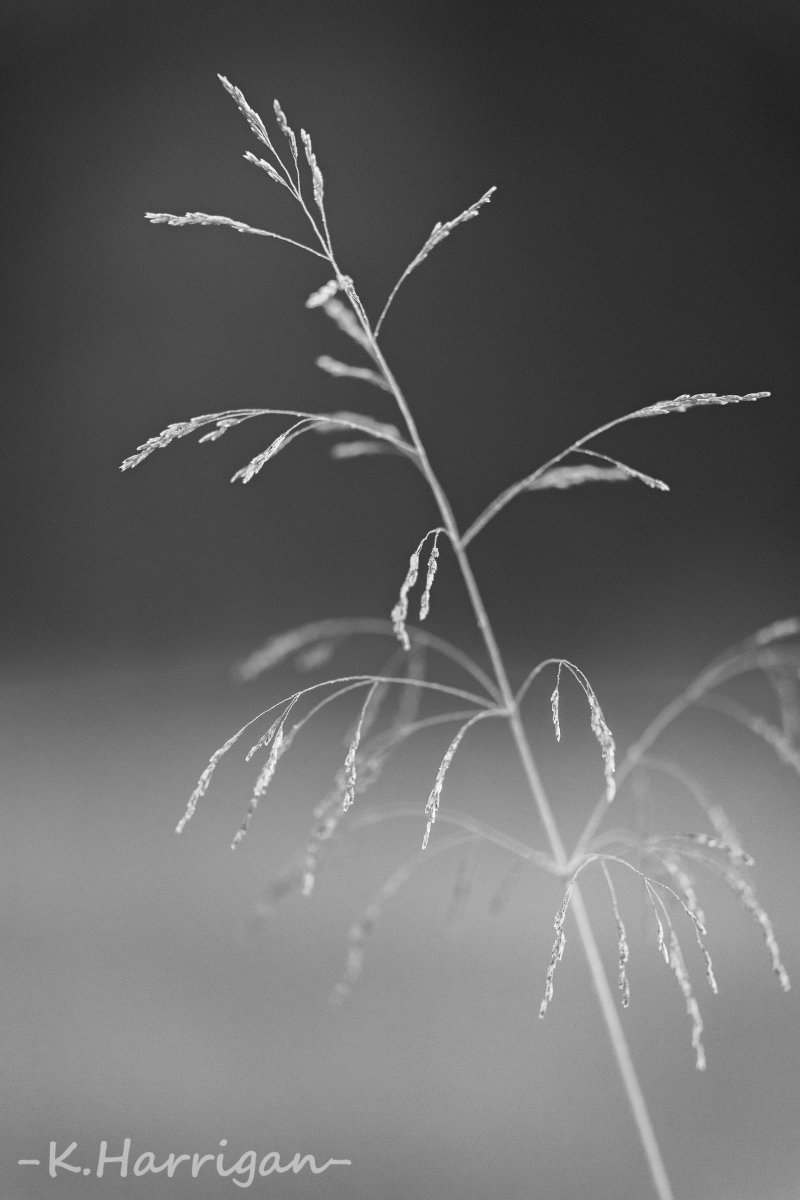 In Monotone.jpg