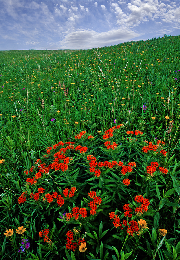 Iowa Prairie.jpg