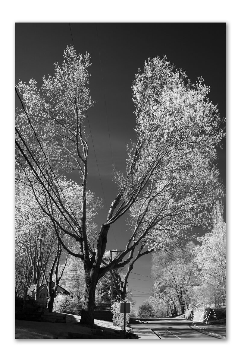 IR 050324-39_1200x1800_U_100_BIP 1200.jpg